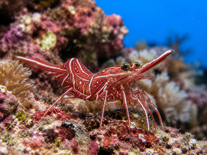 Rhynchocinetes durbanensis Durban-Tanzgarnele